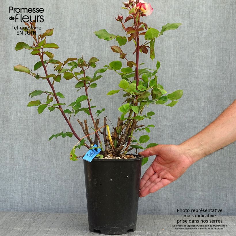 Rosal GeneRosa Laurent Voulzy Maceta 4L/5L Ejemplar entregado en la primavera