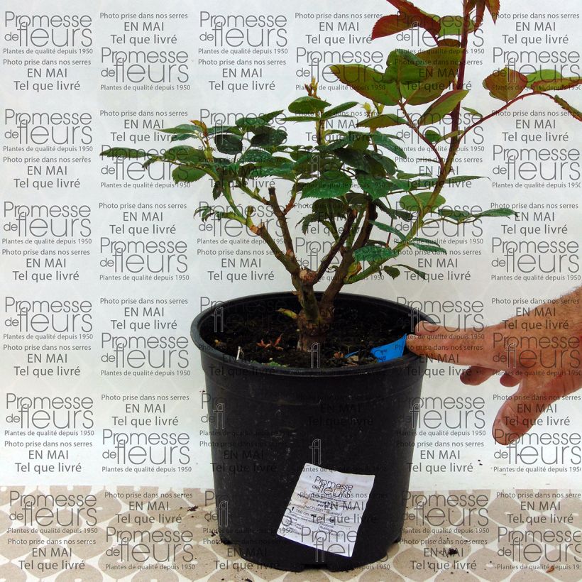 Ejemplo de ejemplar de Rosal GeneRosa Michel Jonasz Maceta 4L/5L tal y como se entrega