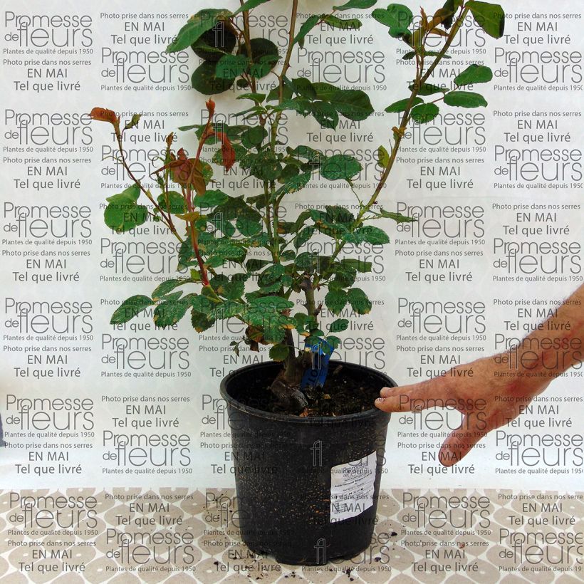 Ejemplo de ejemplar de Rosal GeneRosa Morabito Maceta 4L/5L tal y como se entrega
