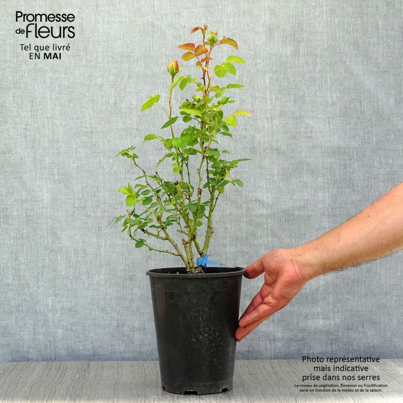 Rosal GeneRosa Nelson Monfort Maceta 4L/5L Ejemplar entregado en la primavera