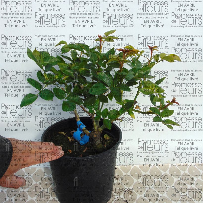 Ejemplo de ejemplar de Rosal GeneRosa Nicole Mioulane Maceta 4L/5L tal y como se entrega