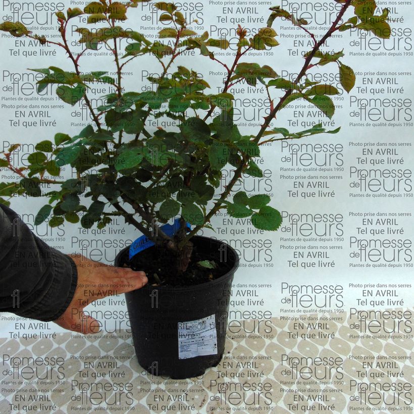 Ejemplo de ejemplar de Rosal GeneRosa Rosomane Janon Maceta 4L/5L tal y como se entrega