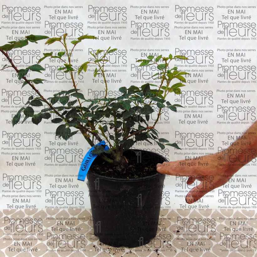 Ejemplo de ejemplar de Rosal GeneRosa Sonia Rykiel Maceta 4L/5L tal y como se entrega