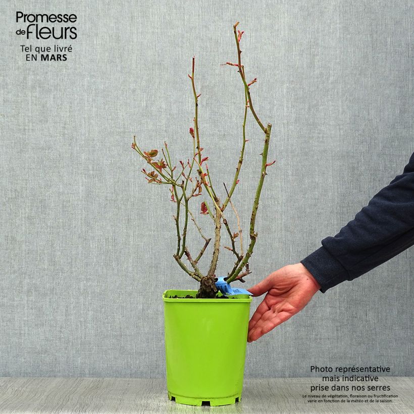 Rosal GeneRosa William Christie Maceta 4L/5L Ejemplar entregado en invierno