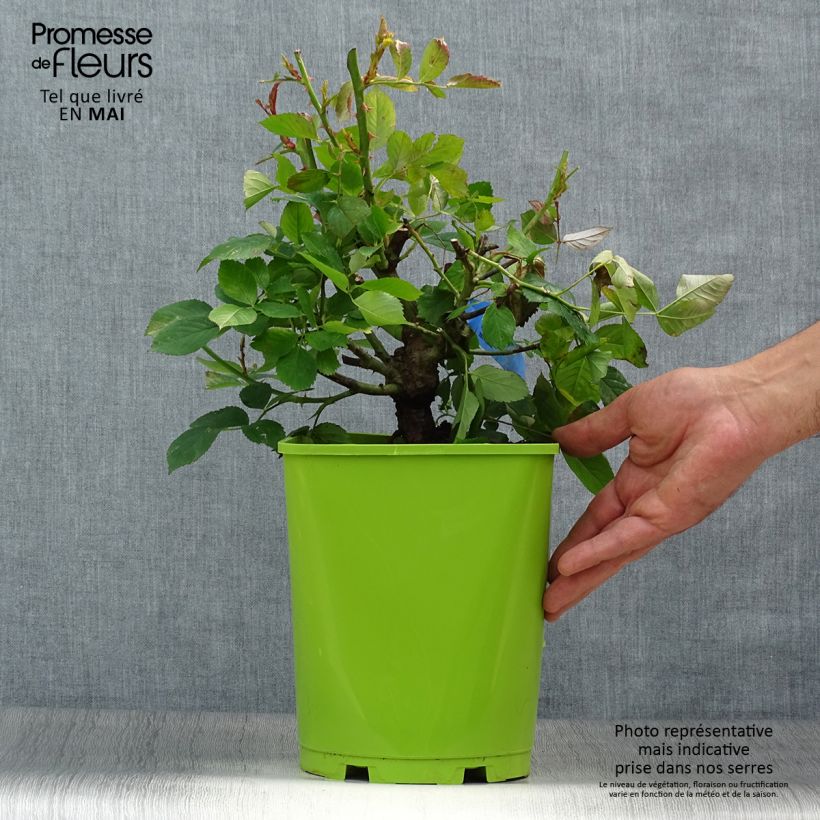 Rosal GeneRosa William Christie Maceta 4L/5L Ejemplar entregado en la primavera