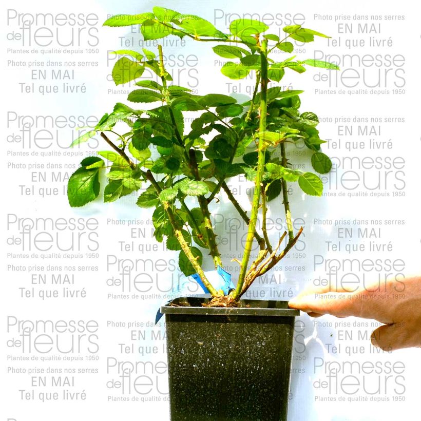 Ejemplo de ejemplar de Rosal GeneRosa Maison Francaise Maceta 4L/5L tal y como se entrega