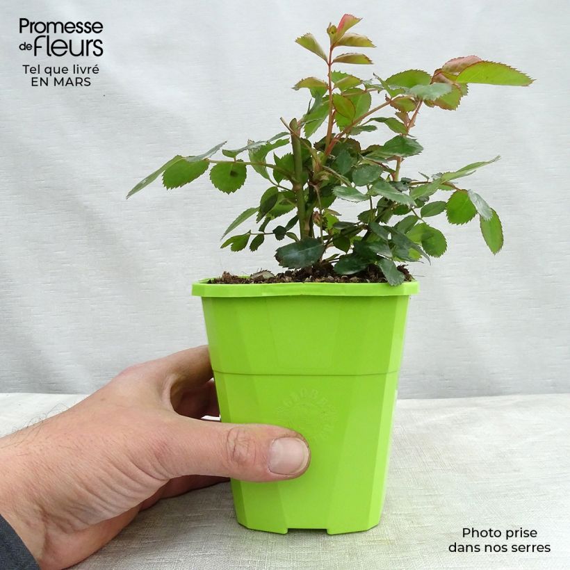 Rosal Nectar Garden Chabadabada Maceta 1,5L/2L Ejemplar entregado en la primavera