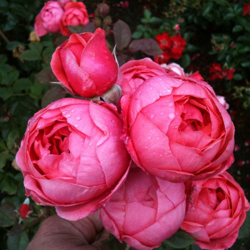 Rosal PARFUMA Princesse de Jardin Marie José (Floración)