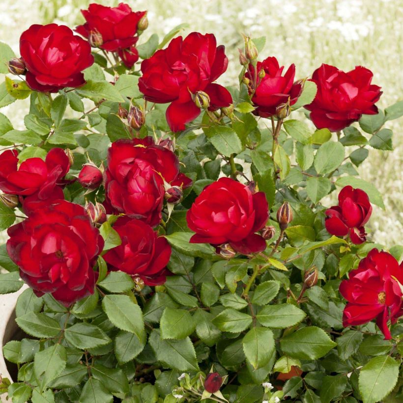 Rosal PATIO ROSE Milano (Floración)