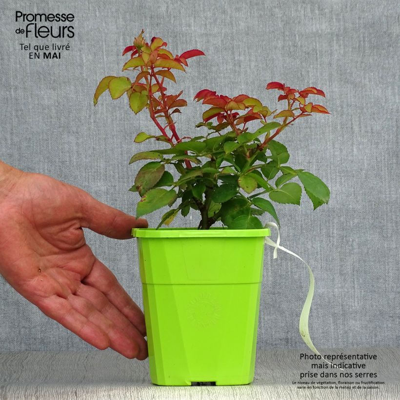 Rosal PARFUMA Baronne Caroline Maceta 4L/5L Ejemplar entregado en la primavera