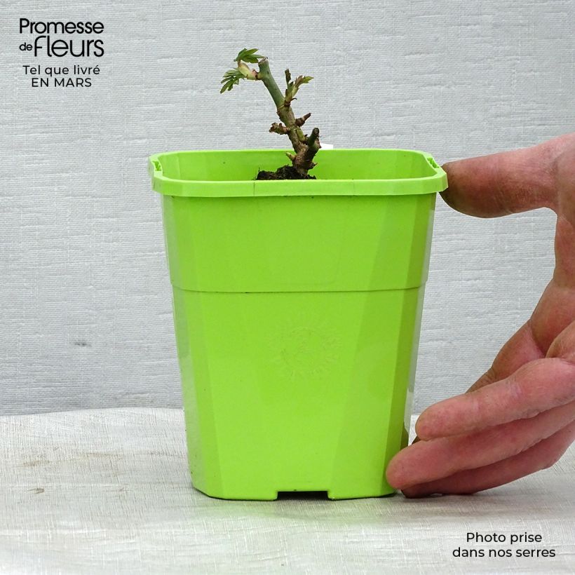 Rosal PARFUMA Catherine de Medicis Maceta 1,5L/2L Ejemplar entregado en la primavera