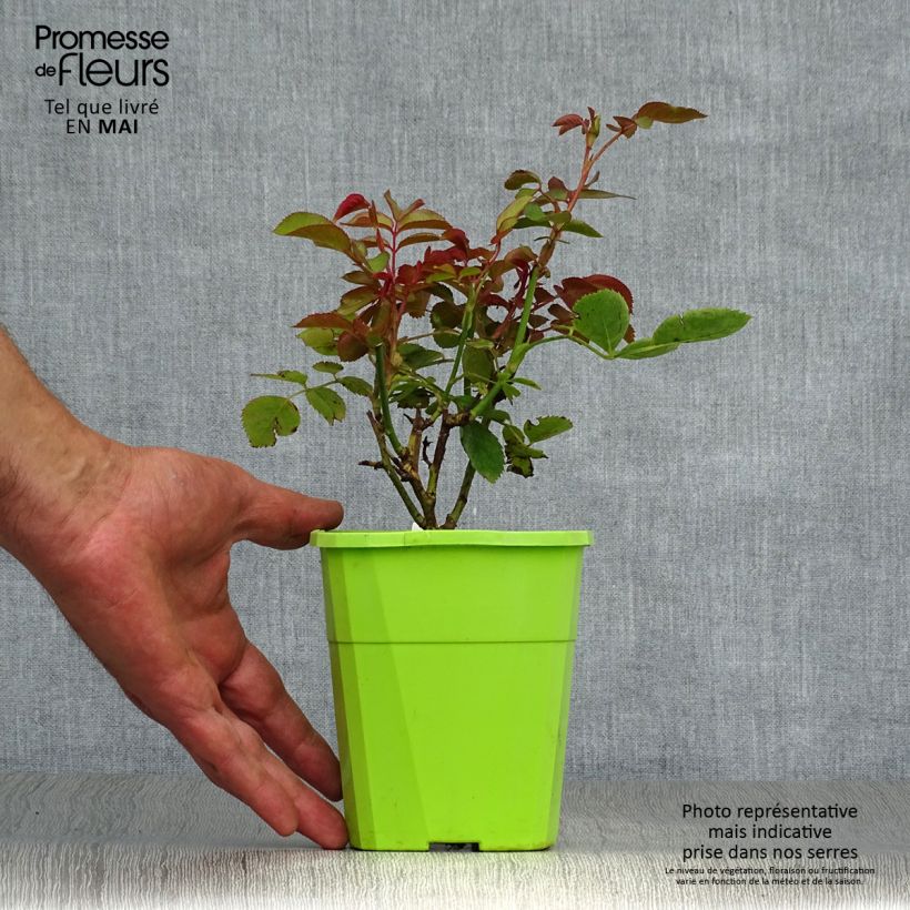 Rosal PARFUMA Duchesse Christiana Maceta 1,5L/2L Ejemplar entregado en la primavera