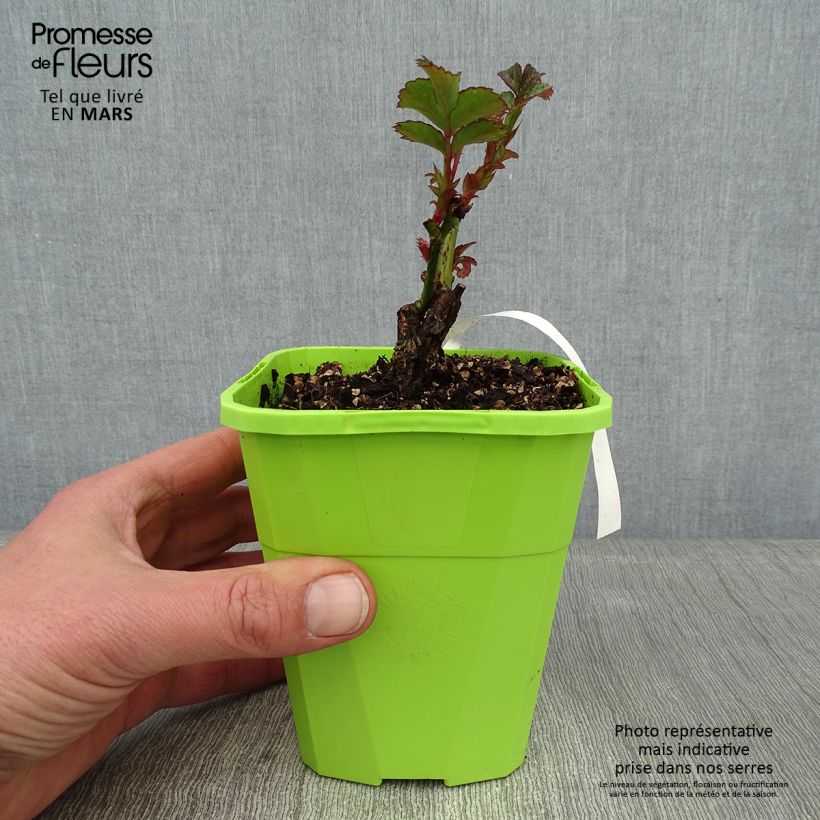 Rosal PATIO ROSE Cherry Girl Maceta 1,5L/2L Ejemplar entregado en invierno
