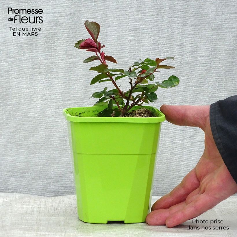 Rosal PATIO ROSE Impala Maceta 1,5L/2L Ejemplar entregado en la primavera