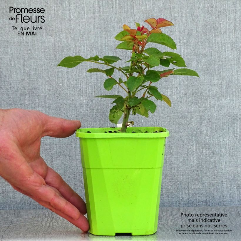 Rosal PATIO ROSE Xenia Maceta 1,5L/2L Ejemplar entregado en la primavera