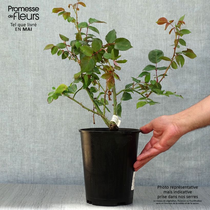 Rosal Princesse Astrid de Belgique Maceta 4L/5L Ejemplar entregado en la primavera