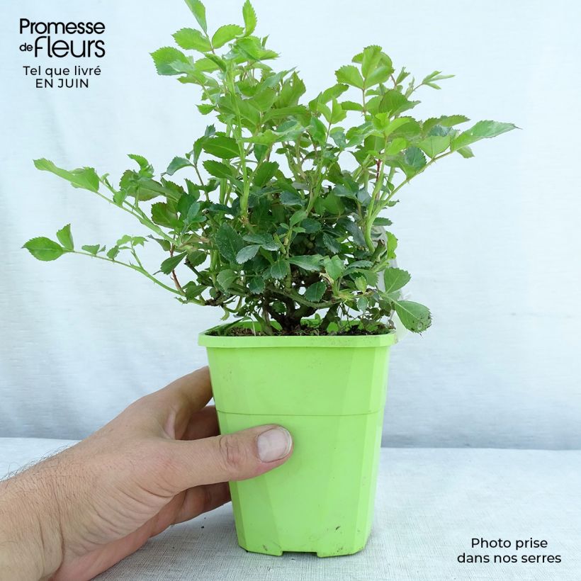Ejemplar de Rosal Rigo Rosen Innocencia Maceta 3L/4L entregado en verano