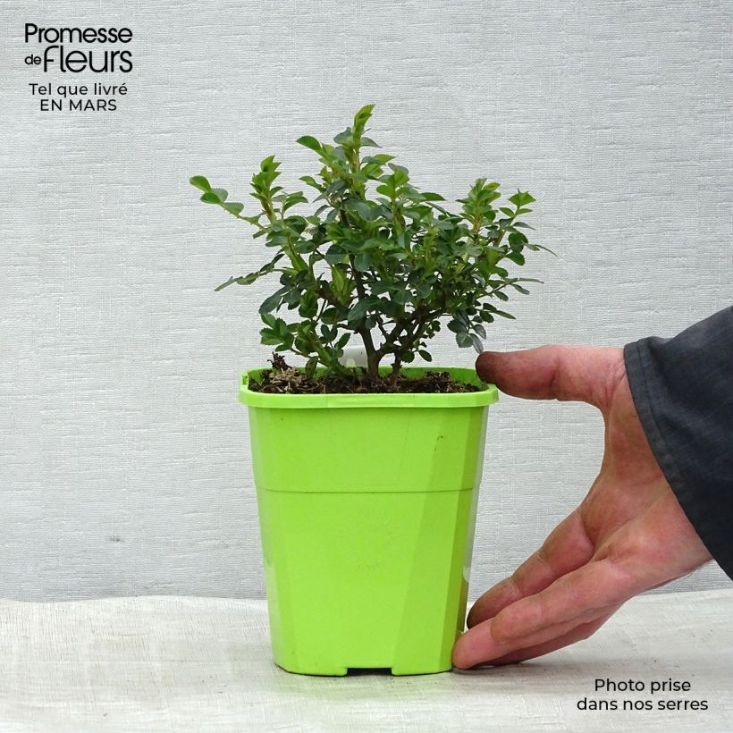 Rosal Sweet Knirps Maceta 1,5L/2LAltura de entrega aprox. 10-15cm Ejemplar entregado en la primavera
