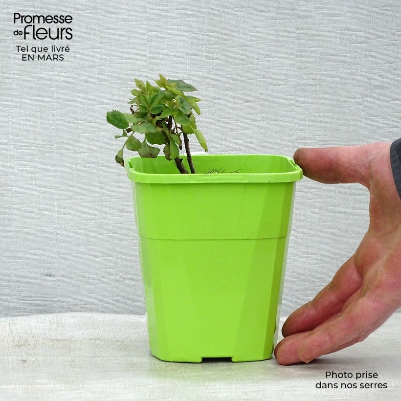 Rosal persica See You In Purple Maceta 1,5L/2LAltura de entrega aprox. 10/15cm Ejemplar entregado en la primavera