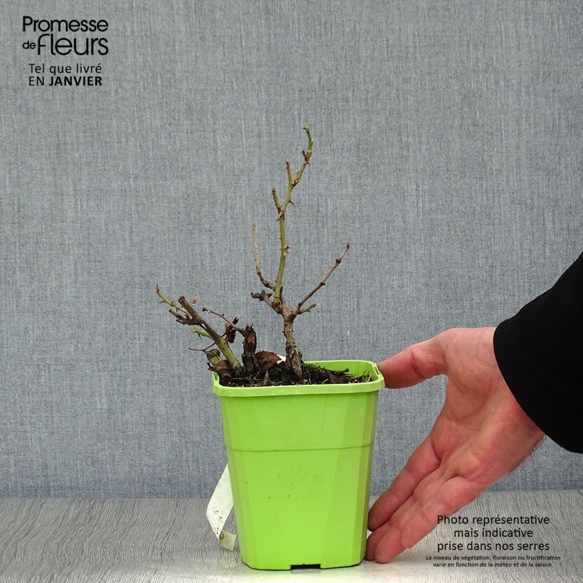 Rosal persica See You In Red Maceta 1,5L/2L Ejemplar entregado en invierno
