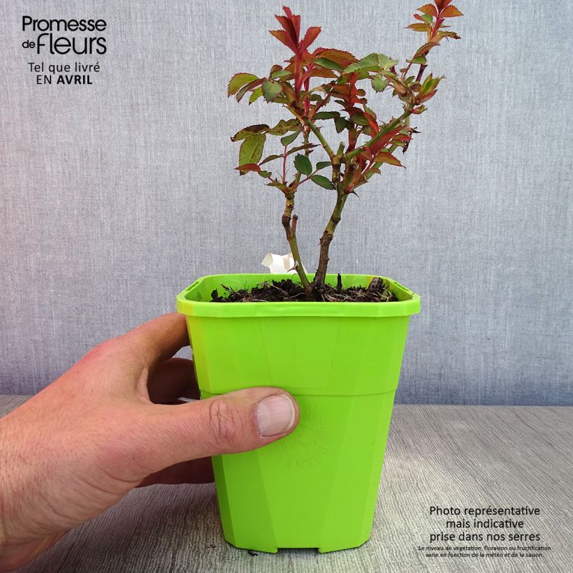 Rosal persica See You In Red Maceta 1,5L/2L Ejemplar entregado en la primavera