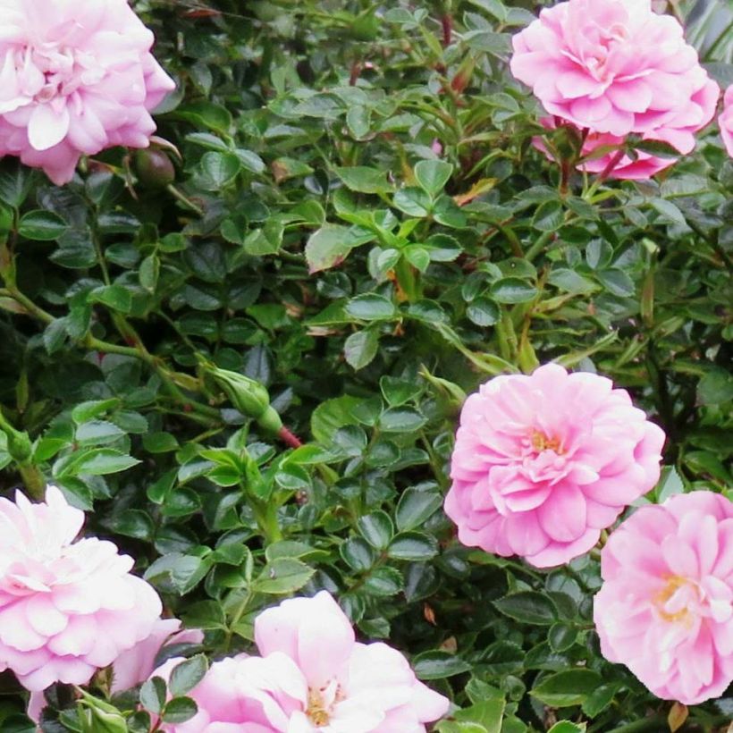 Rosal Sweet Knirps (Follaje)