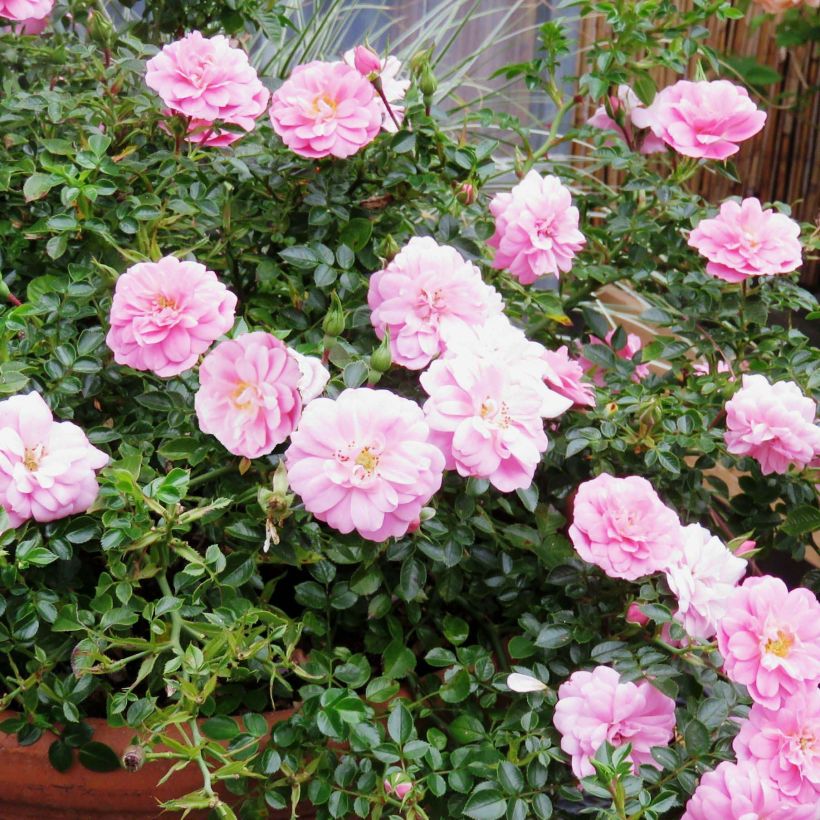 Rosal Sweet Knirps (Floración)