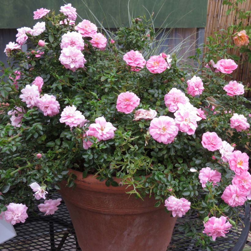 Rosal Sweet Knirps (Porte)