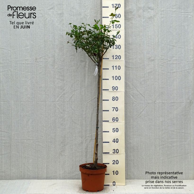 Ejemplar de Rosal David Austin Darcey Bussel (Rosal de pie alto) Maceta 7,5L/10LAltura de entrega aprox. 80/120cm entregado en verano