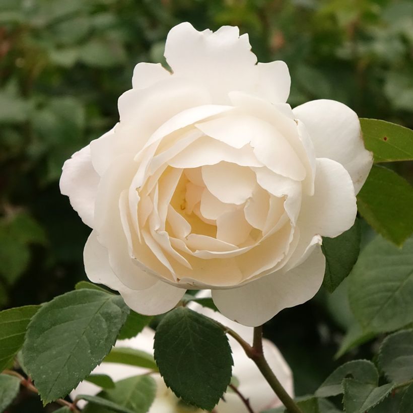 Rosal David Austin Desdemona (Rosal de pie alto) (Floración)