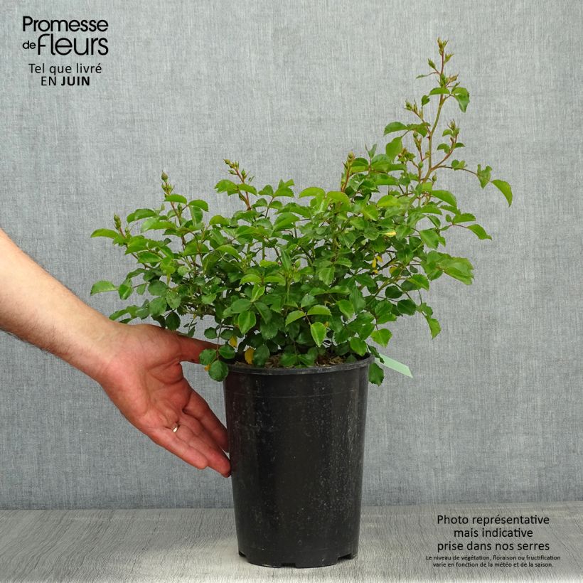 Rosal Toscana (Gärtnerfreude) Maceta 3L/4L Ejemplar entregado en la primavera