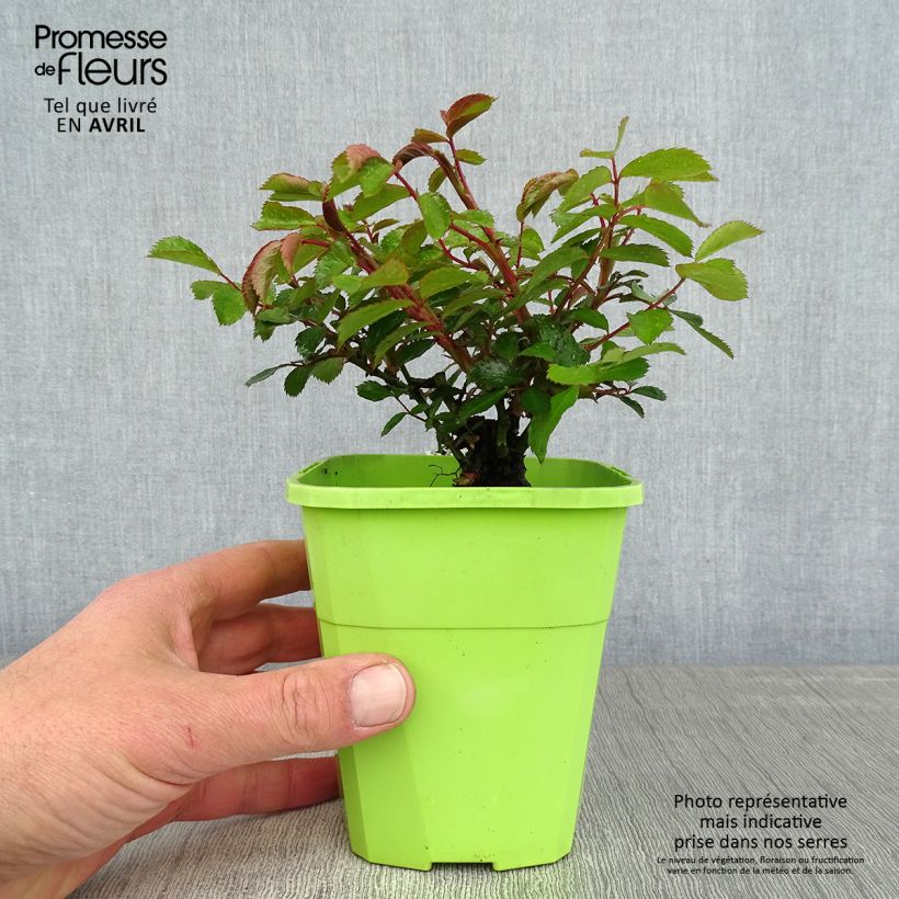 Rosal Urban Streetlight Larissa Maceta 1,5L/2L Ejemplar entregado en la primavera