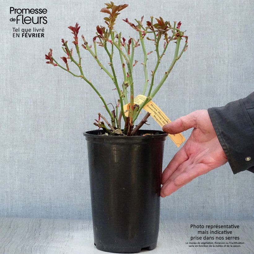 Rosal Astronomia Meillandécor Maceta 4L/5L Ejemplar entregado en invierno