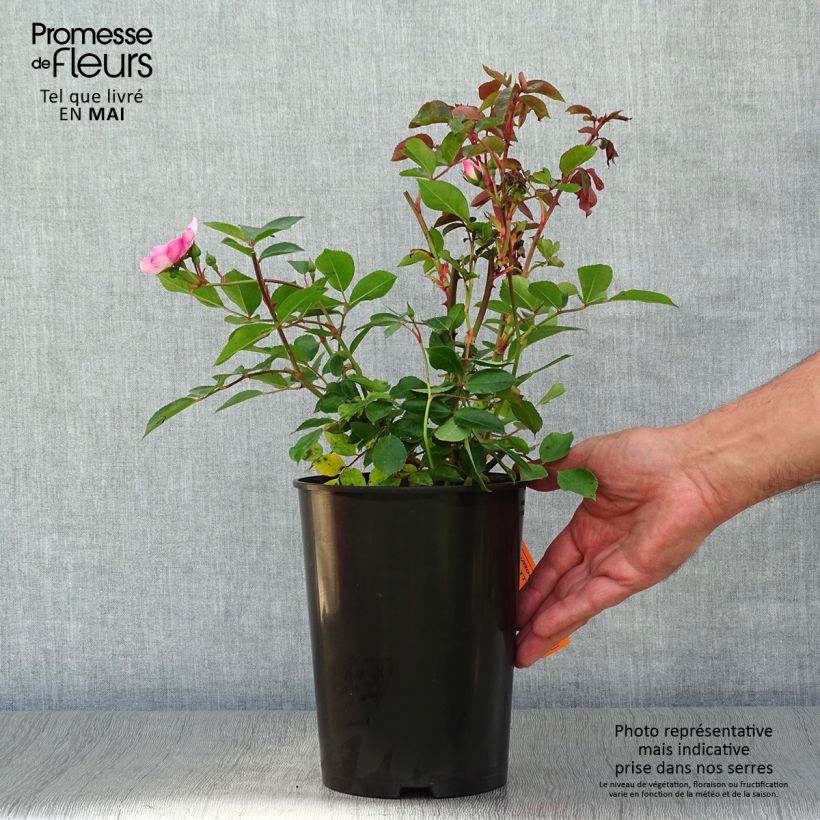 Rosal Astronomia Meillandécor Maceta 2L/3L Ejemplar entregado en la primavera
