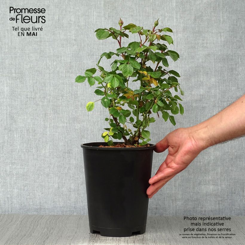 Rosal Berleburg Maceta 3L/4L Ejemplar entregado en la primavera