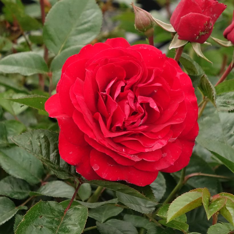 Rosal Bordeaux (Floración)