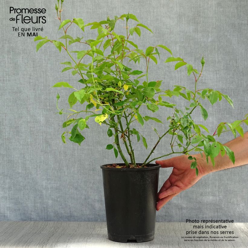 Rosal Burgundy Ice Maceta 2L/3L Ejemplar entregado en la primavera
