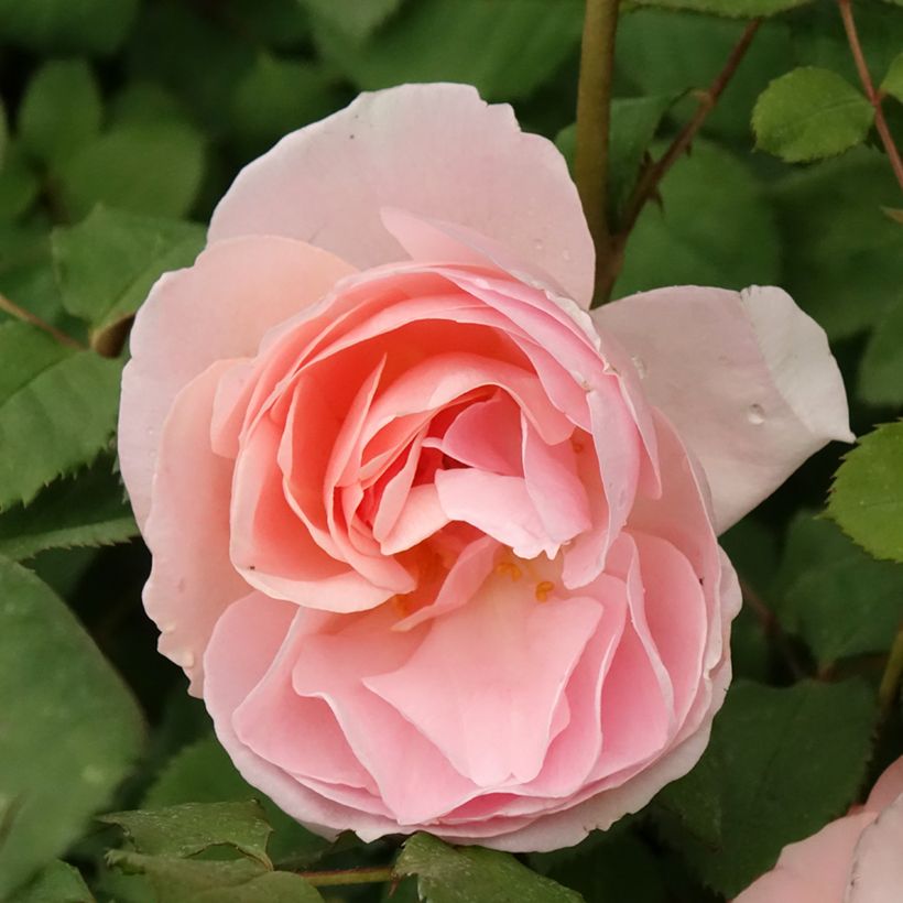 Rosal Caroline's Heart (Floración)
