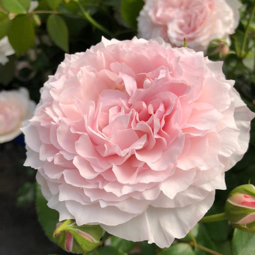 Rosal Catherine Meurisse (Floración)