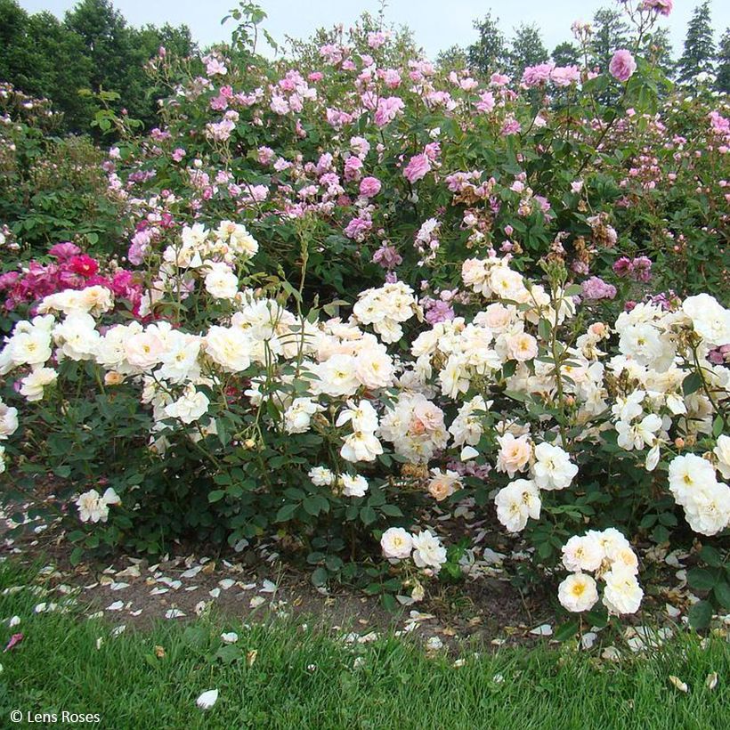 Rosal Comtesse André d'Oultremont (Porte)