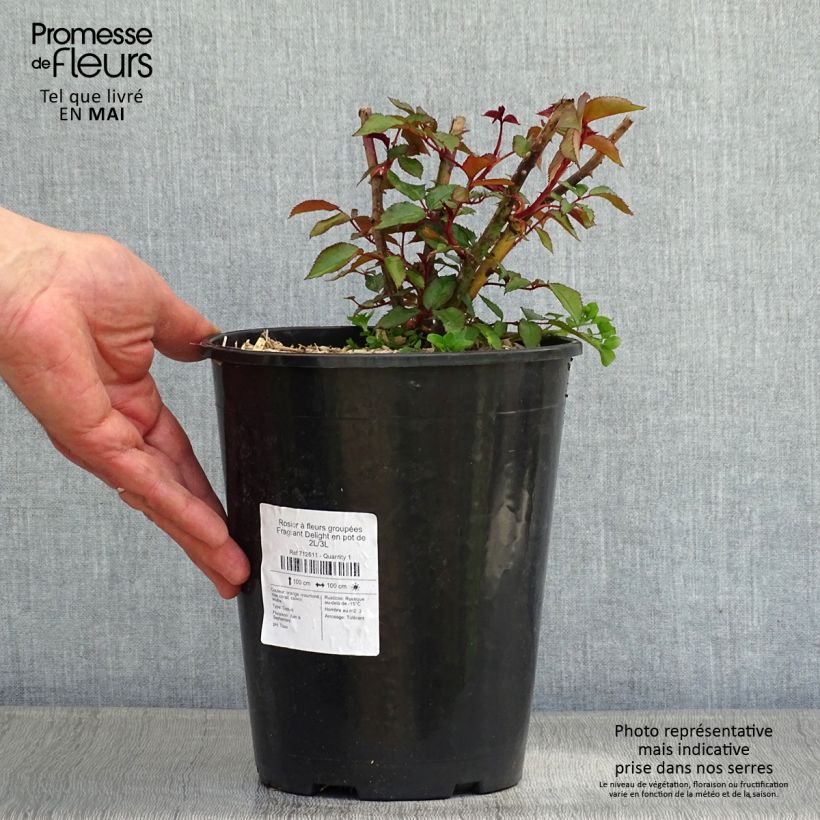Rosal Fragrant Delight Maceta 2L/3L Ejemplar entregado en la primavera
