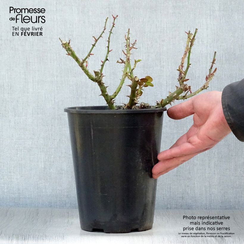 Rosal François Mauriac Maceta 4L/5L Ejemplar entregado en invierno