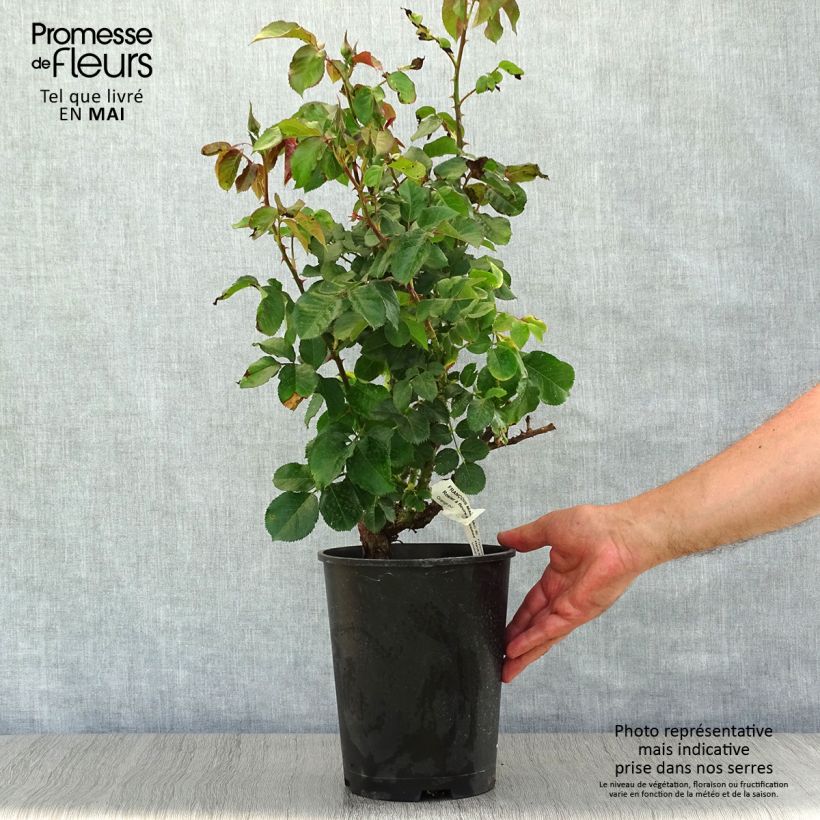 Rosal François Mauriac Maceta 4L/5L Ejemplar entregado en la primavera