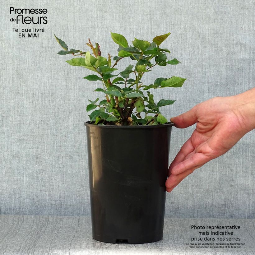 Rosal Friesia Maceta 2L/3L Ejemplar entregado en la primavera