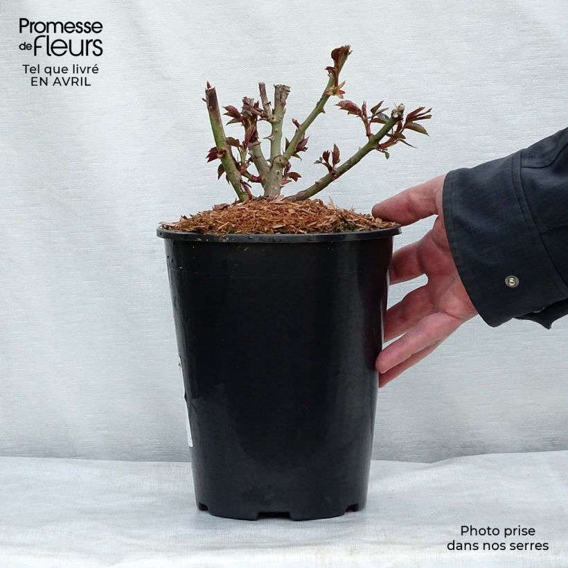 Rosal Garden of Roses Maceta 4L/5L Ejemplar entregado en la primavera