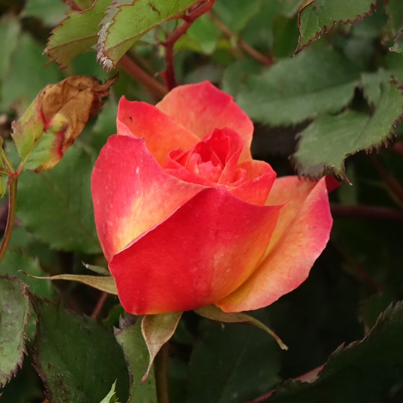 Rosal Hedge Charmers (Floración)