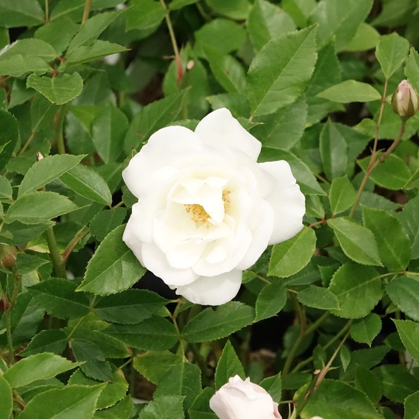 Rosal Paisajista Iceberg (Floración)