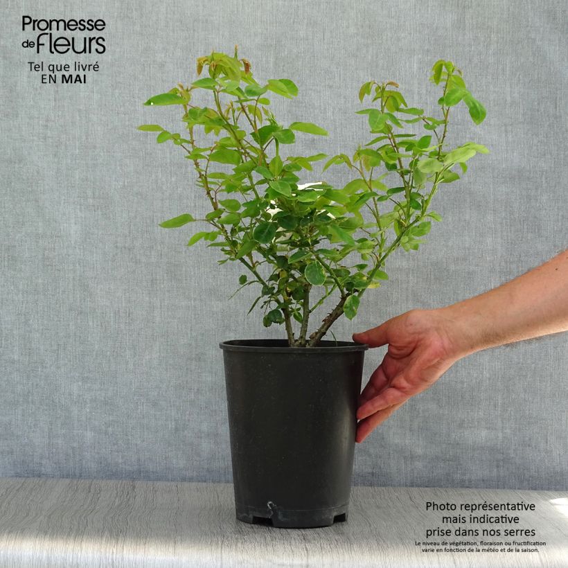 Rosal Paisajista Iceberg Maceta 4L/5L Ejemplar entregado en la primavera