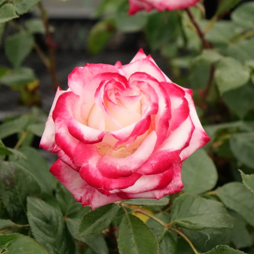 Rosal Laminuette (Floración)