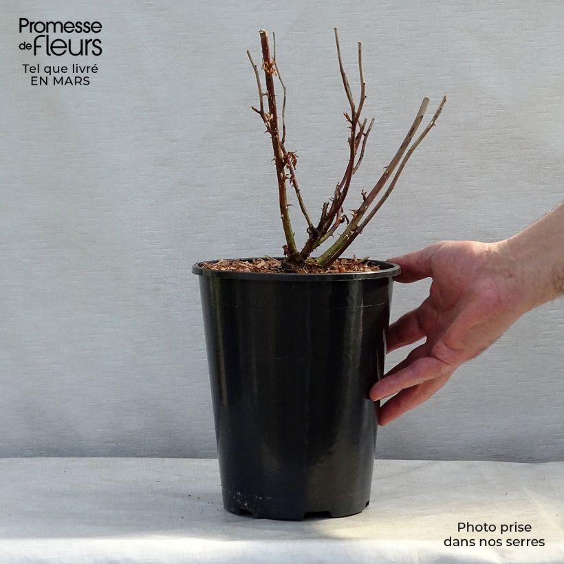 Rosal Laminuette Maceta 2L/3L Ejemplar entregado en la primavera